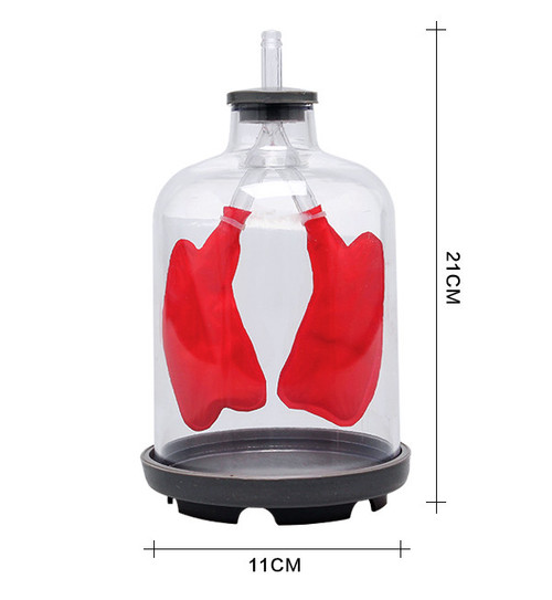 GSC Lung Demonstration Apparatus