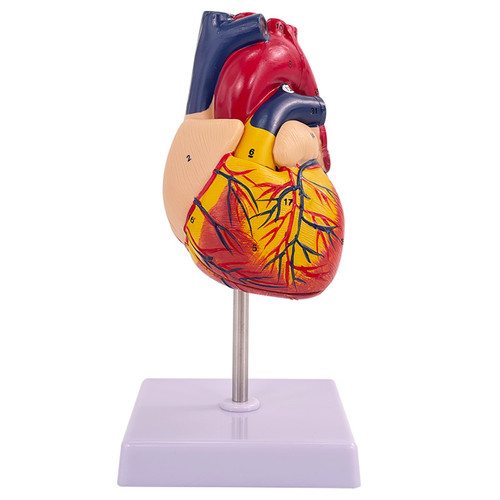 Heart Model, Life-Size, 2 Parts