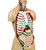 Life-Size Sexless Human Torso with Open Back - 17 Parts || 23-