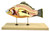 Eisco Boney Fish Model, 16 Inch - Mounted - 4 Parts