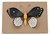 Eisco Butterfly Model - Mounted - Enlarged