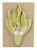 Eisco Wheat Flower Model, V.S. View - Mounted on Base