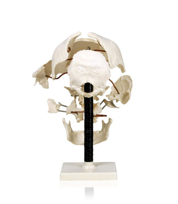 Walter Products Human Beauchene Skull