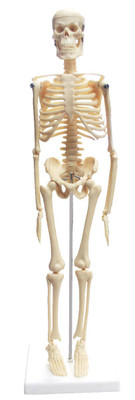 Walter Products Desktop Human Skeleton - 17" (43cm)