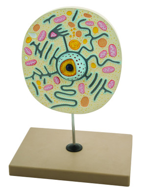 Eisco Animal Cell Model, 9 Inch - Mounted - Enlarged