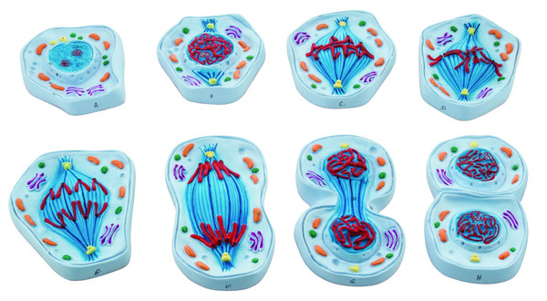 Eisco Mitosis Model, Set of 8 - Enlarged - 4" x 5.8" Each