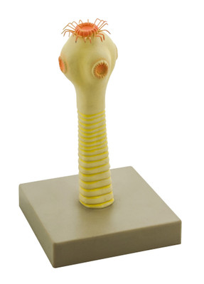 Eisco Pork Tapeworm (Taenia Solium) Head Model, 9 Inch - Mounted