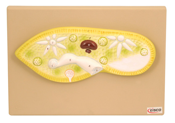 Eisco Paramecium/Amoeba Model, 11 Inch - Mounted - Enlarged