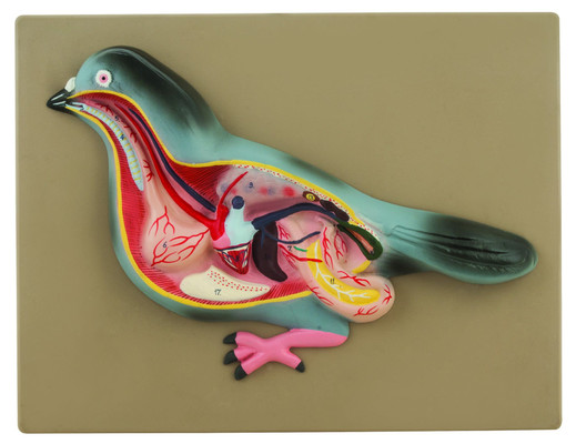 Eisco Pigeon Dissection Model - Life Size
