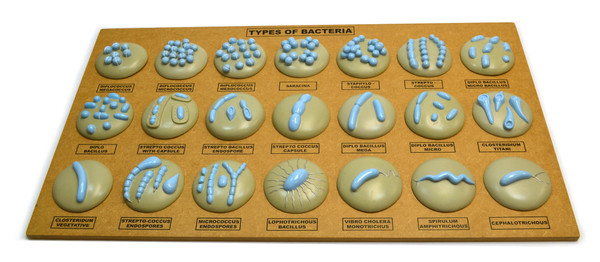 Eisco Types of Bacteria Model - 21 Different Models Mounted on Board