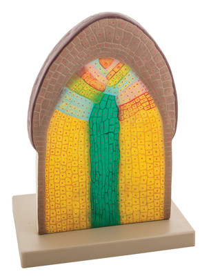 Eisco Cell Structure of Root Tip Model - Mounted on Base