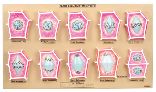 Eisco Plant Cell Mitosis Model - Mounted on Base, 16" x 28"