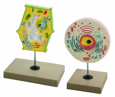 Eisco Plant and Animal Cell Comparison Model - Mounted on Stand, Set of 2