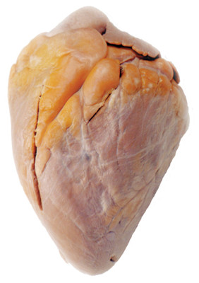 Beef Hearts (Cow Hearts) || 52-