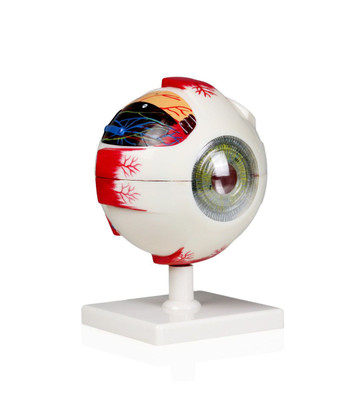 Eye Model, 4X Life-Size, 7 Parts || 23-