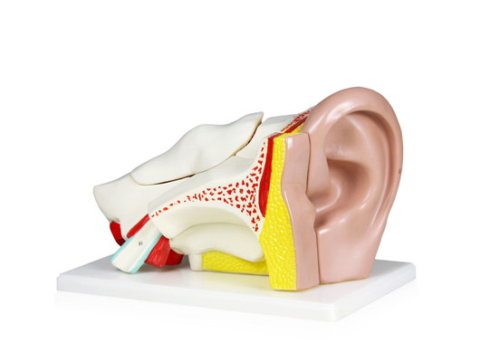 Ear Model, 4X Life-Size, 5 Parts || 23- Ear Model, 4X Life-Size, 5 Parts || 23-