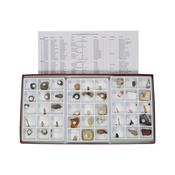 Stratigraphic Fossil Collection