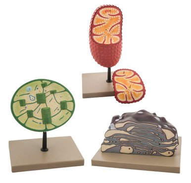 Ultra Structure of Cell Model - Mounted - Set of 3 | SCIEDCO Canada
