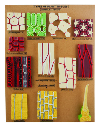 Types of Plant Tissues Model - Mounted on Base | SCIEDCO Canada