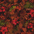 Casablanca Floral Sienna Cotton Fabric by RJR BTY