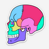 Textbook Anatomy Skull Decal