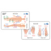 Anatomical Directions Badge Card