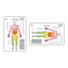 Dermatome Diagram Badge Card