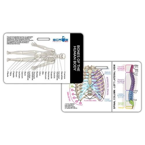 Skeletal Bones of Body Badge Card