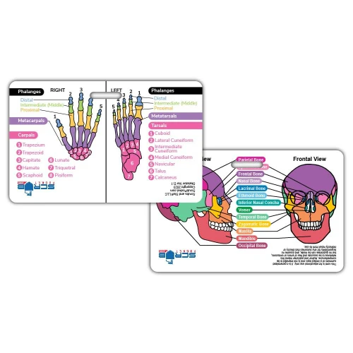Skeletal Bones of Head, Hand, & Foot Badge Card