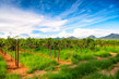 Vineyard and Mustang Mountains - Elgin - Arizona