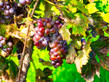 Centesimino Grapes - Elgin - Arizona