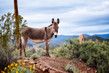 Wild Burro Posing - Lake Pleasant - Arizona