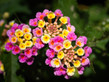 Multi Colored Lantana Flowers 