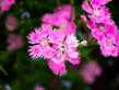 Fringed Dianthus 