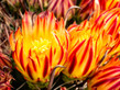 Yellow Barrel Cactus Flowers