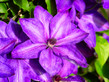 Purple Clematis