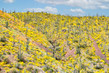 Saguaro with Brittlebush and Desert Mallow Roosevelt Lake, Arizona