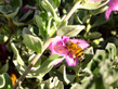 Bee and Texas Sage Flower 