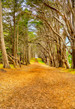 Golden Cypress Walk - Fitzgerald Marine Reserve - California