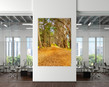 Golden Cypress Walk Fitzgerald Marine Reserve - California on wall