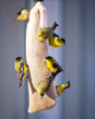 American Goldfinch - San Pedro Conservation Area - Arizona