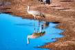 Sandhill Crane Drinking