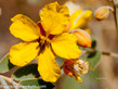 0859 Yellow Wildflower - Arizona