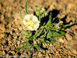 White Flower - New Mexico