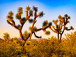 Joshua Tree Sunset - Joshua Forest Scenic Road  Arizona
