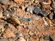 Jewel Colored Grasshopper - Arizona