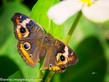 Buckeye Butterfly