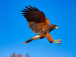 Harris Hawk Landing