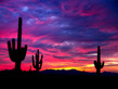 Saguaro Sunset - White Tank Mountains - Arizona 1