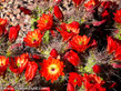 Claret Cup Hedgehog